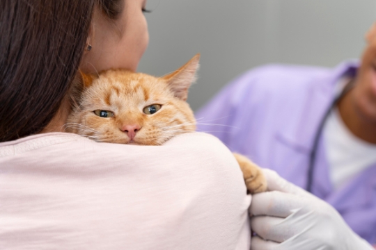 Trova un veterinario vicino a te