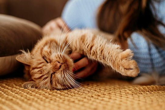 10 cose che non sai sul tuo gatto