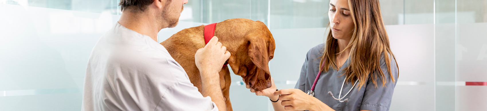 Veterinari Cani