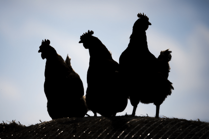 Le carni avicole sono ricche di residui di antibiotici. FALSO!