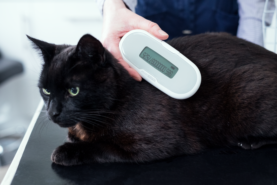 SureSense Microchip Reader Gatti